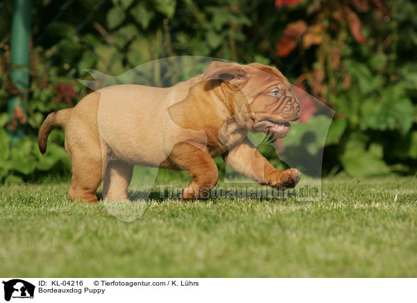 Bordeauxdogge Welpe / Bordeauxdog Puppy / KL-04216