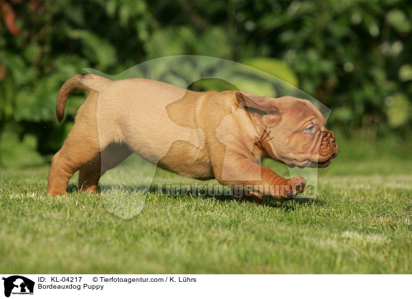 Bordeauxdogge Welpe / Bordeauxdog Puppy / KL-04217