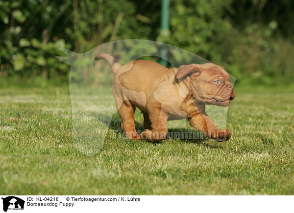 Bordeauxdogge Welpe / Bordeauxdog Puppy / KL-04218