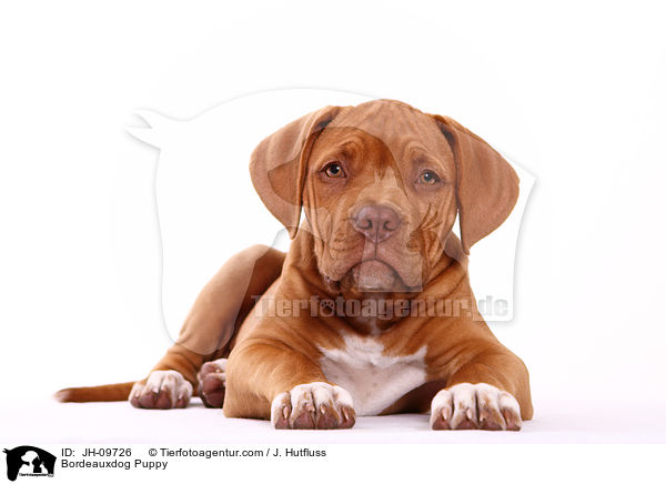 Bordeauxdogge Welpe / Bordeauxdog Puppy / JH-09726