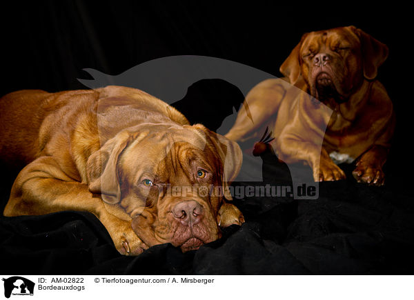 Bordeauxdoggen / Bordeauxdogs / AM-02822