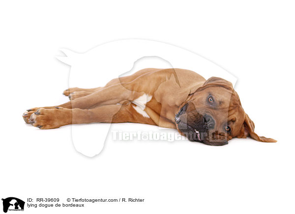 liegende Bordeauxdogge / lying dogue de bordeaux / RR-39609