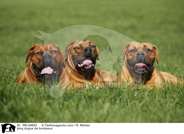 liegende Bordeauxdogge / lying dogue de bordeaux / RR-39682