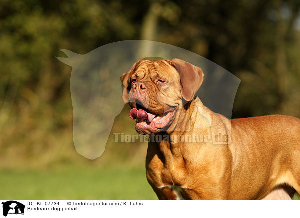 Bordeauxdogge Portrait / Bordeaux dog portrait / KL-07734