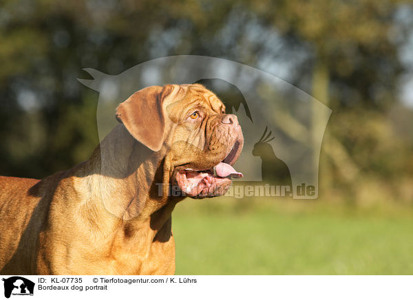 Bordeauxdogge Portrait / Bordeaux dog portrait / KL-07735