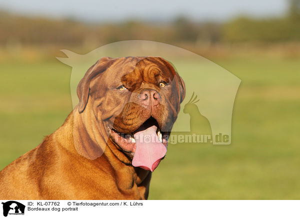 Bordeauxdogge Portrait / Bordeaux dog portrait / KL-07762