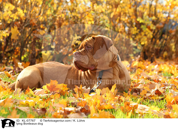 liegende Bordeauxdogge / lying Bordeaux dog / KL-07767