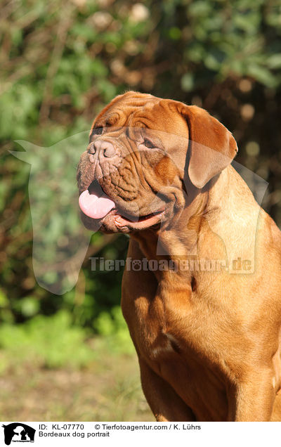 Bordeauxdogge Portrait / Bordeaux dog portrait / KL-07770