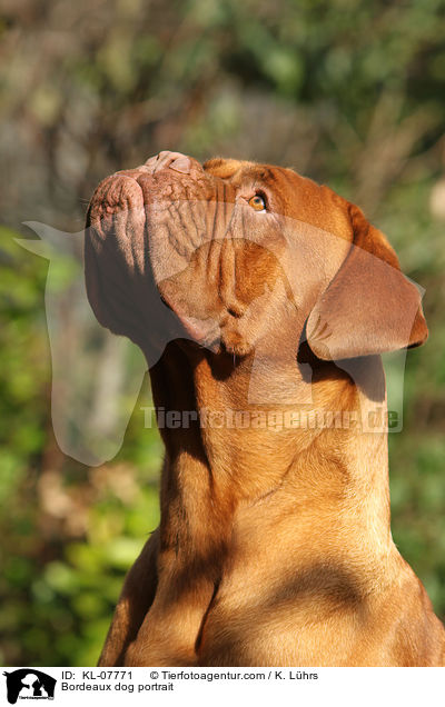 Bordeauxdogge Portrait / Bordeaux dog portrait / KL-07771