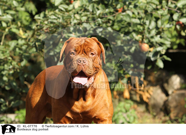 Bordeauxdogge Portrait / Bordeaux dog portrait / KL-07776