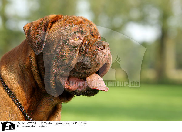 Bordeauxdogge Portrait / Bordeaux dog portrait / KL-07791