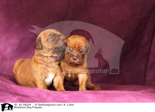 Bordeauxdoggen Welpen / Bordeaux Dog Puppies / KL-08224