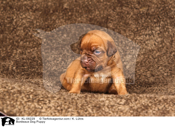 Bordeauxdogge Welpe / Bordeaux Dog Puppy / KL-08229