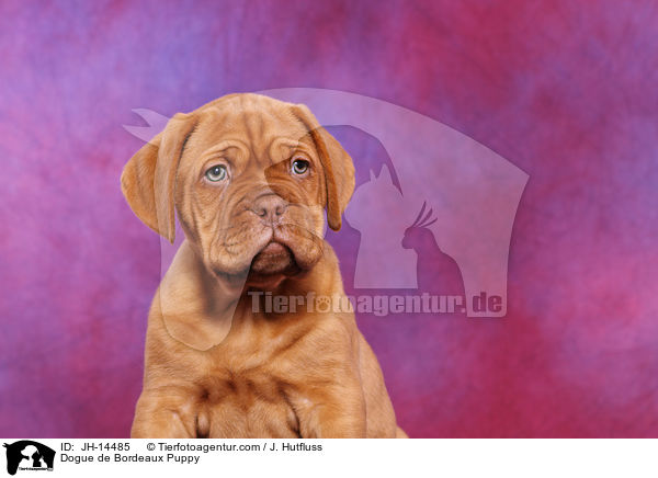 Bordeauxdogge Welpe / Dogue de Bordeaux Puppy / JH-14485