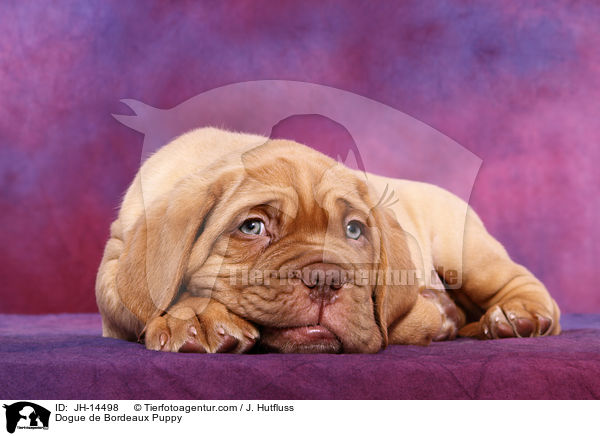 Bordeauxdogge Welpe / Dogue de Bordeaux Puppy / JH-14498