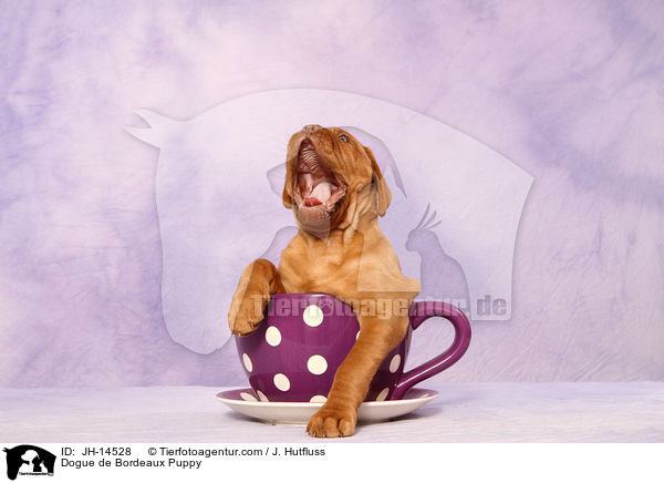 Bordeauxdogge Welpe / Dogue de Bordeaux Puppy / JH-14528