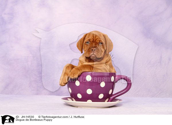 Bordeauxdogge Welpe / Dogue de Bordeaux Puppy / JH-14530