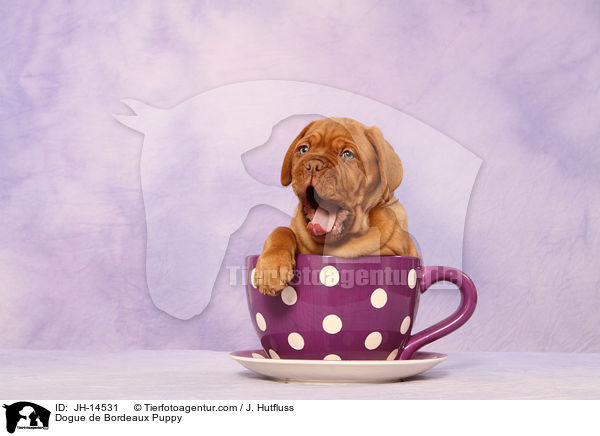 Bordeauxdogge Welpe / Dogue de Bordeaux Puppy / JH-14531