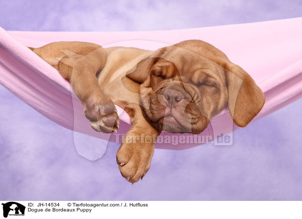 Bordeauxdogge Welpe / Dogue de Bordeaux Puppy / JH-14534