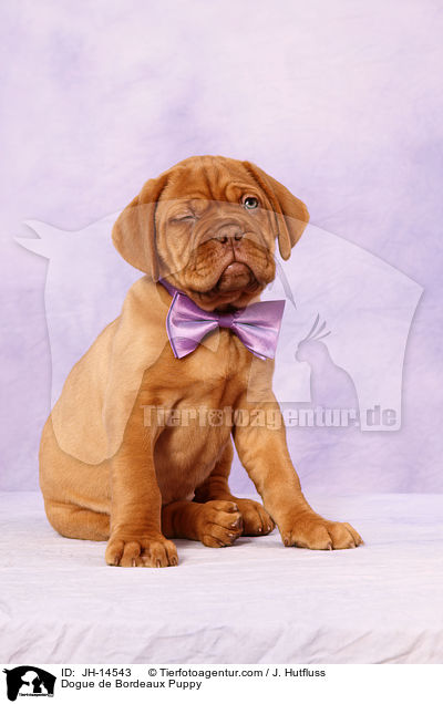 Bordeauxdogge Welpe / Dogue de Bordeaux Puppy / JH-14543