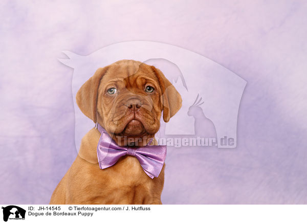 Bordeauxdogge Welpe / Dogue de Bordeaux Puppy / JH-14545