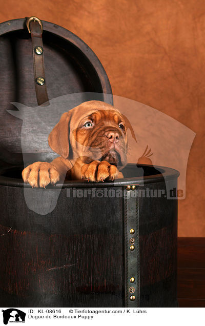 Bordeauxdogge Welpe / Dogue de Bordeaux Puppy / KL-08616