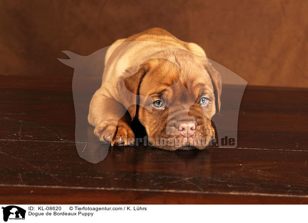 Bordeauxdogge Welpe / Dogue de Bordeaux Puppy / KL-08620