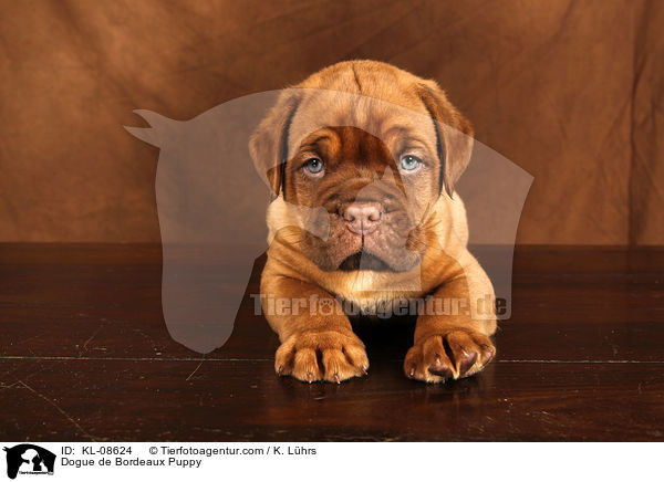 Bordeauxdogge Welpe / Dogue de Bordeaux Puppy / KL-08624