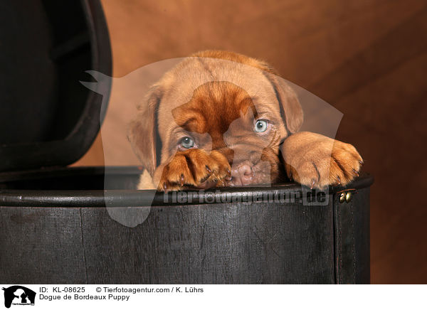 Bordeauxdogge Welpe / Dogue de Bordeaux Puppy / KL-08625