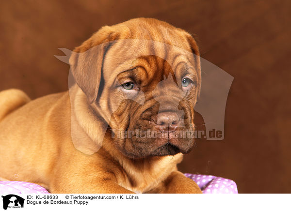 Bordeauxdogge Welpe / Dogue de Bordeaux Puppy / KL-08633