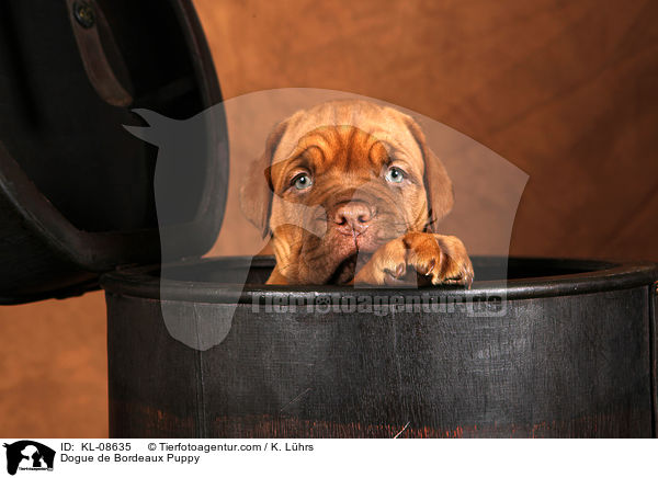 Bordeauxdogge Welpe / Dogue de Bordeaux Puppy / KL-08635