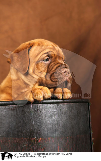 Bordeauxdogge Welpe / Dogue de Bordeaux Puppy / KL-08636