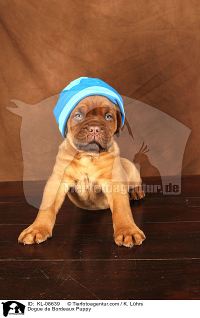 Bordeauxdogge Welpe / Dogue de Bordeaux Puppy / KL-08639