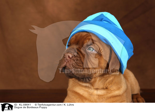 Bordeauxdogge Welpe / Dogue de Bordeaux Puppy / KL-08641