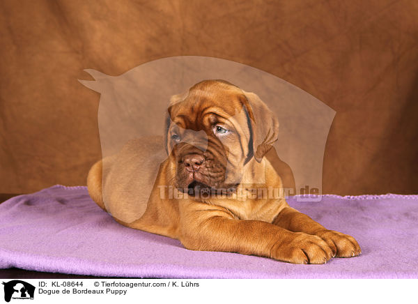 Bordeauxdogge Welpe / Dogue de Bordeaux Puppy / KL-08644