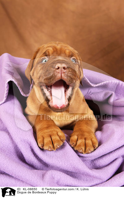 Bordeauxdogge Welpe / Dogue de Bordeaux Puppy / KL-08650