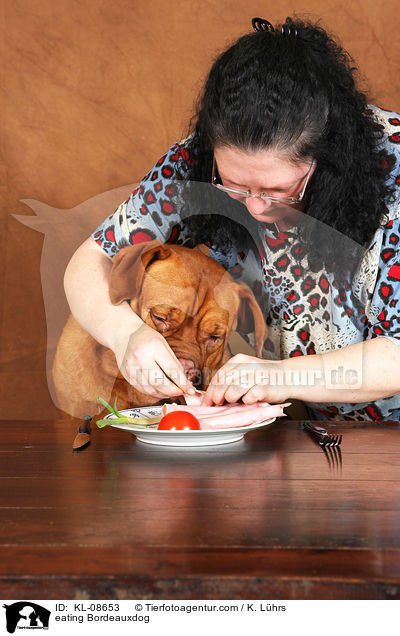 Bordeauxdogge beim Essen / eating Bordeauxdog / KL-08653