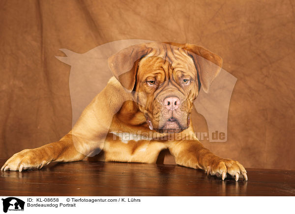 Bordeauxdogge Portrait / Bordeauxdog Portrait / KL-08658