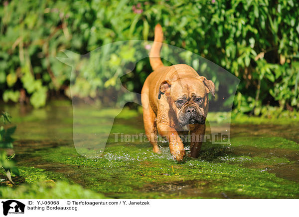 badende Bordeauxdogge / bathing Bordeauxdog / YJ-05068