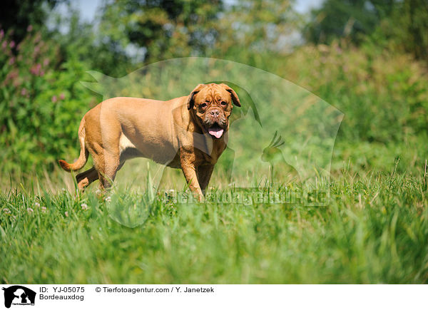 Bordeauxdogge / Bordeauxdog / YJ-05075