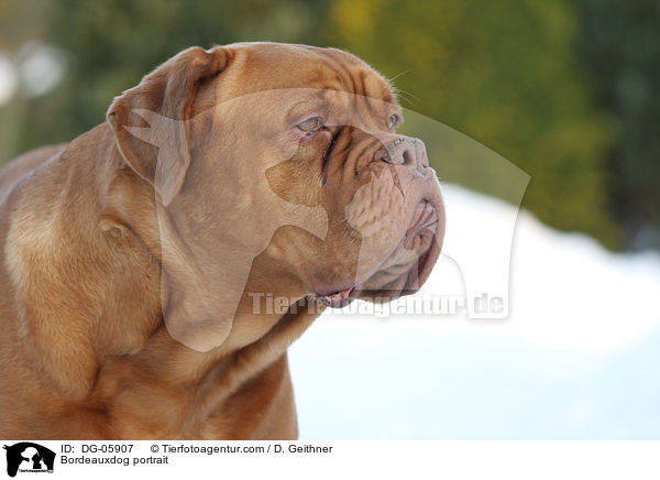 Bordeauxdogge Portrait / Bordeauxdog portrait / DG-05907