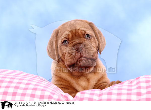 Bordeauxdogge Welpe / Dogue de Bordeaux Puppy / JH-17777