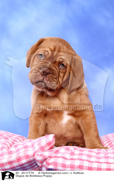 Bordeauxdogge Welpe / Dogue de Bordeaux Puppy / JH-17779