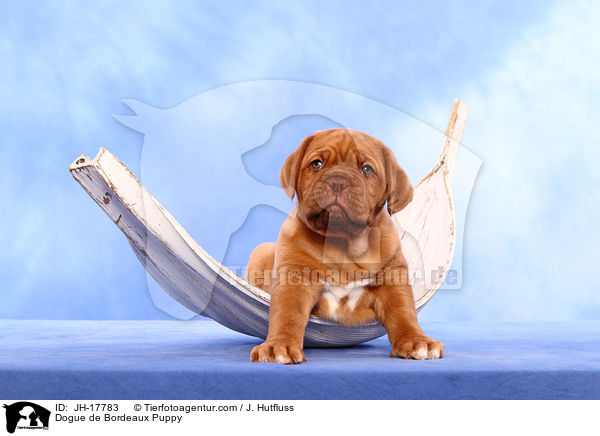 Bordeauxdogge Welpe / Dogue de Bordeaux Puppy / JH-17783