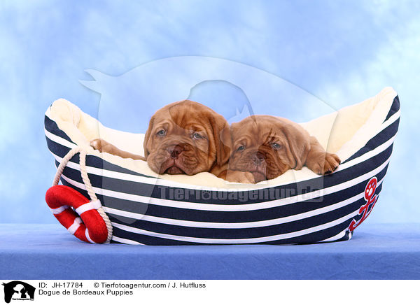 Bordeauxdogge Welpen / Dogue de Bordeaux Puppies / JH-17784