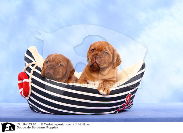 Bordeauxdogge Welpen / Dogue de Bordeaux Puppies / JH-17786