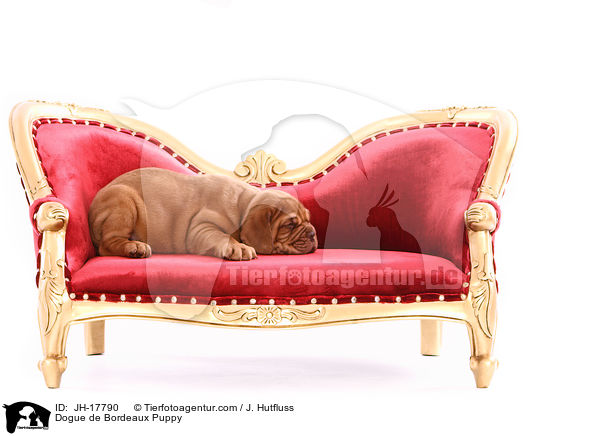 Bordeauxdogge Welpe / Dogue de Bordeaux Puppy / JH-17790