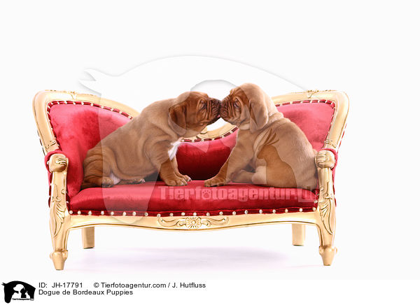 Bordeauxdogge Welpen / Dogue de Bordeaux Puppies / JH-17791