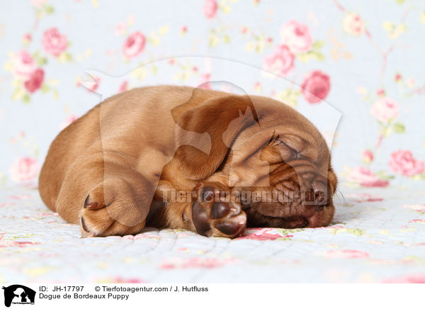 Bordeauxdogge Welpe / Dogue de Bordeaux Puppy / JH-17797