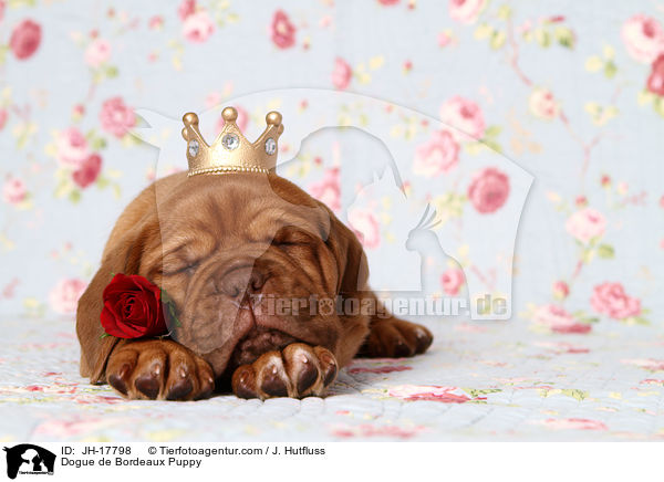 Bordeauxdogge Welpe / Dogue de Bordeaux Puppy / JH-17798